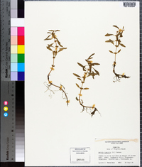 Rotala ramosior image