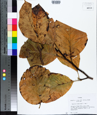 Magnolia acuminata image