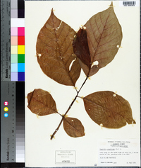 Magnolia acuminata image