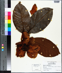 Magnolia grandiflora image