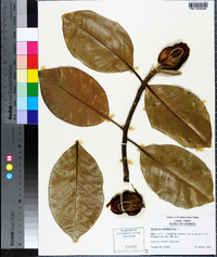 Magnolia grandiflora image