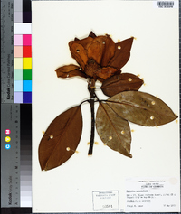 Magnolia grandiflora image