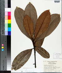 Magnolia grandiflora image