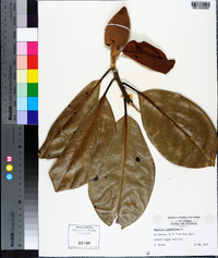 Magnolia grandiflora image