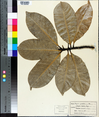Magnolia grandiflora image