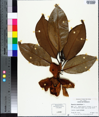 Magnolia grandiflora image