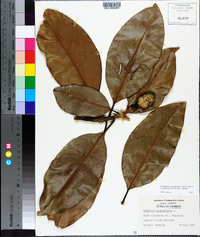 Magnolia grandiflora image