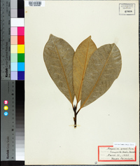Magnolia grandiflora image