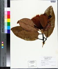 Magnolia grandiflora image