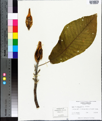 Magnolia macrophylla image