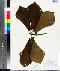 Magnolia pyramidata image