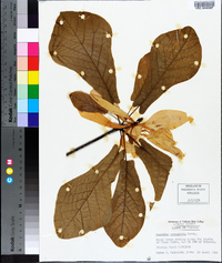 Magnolia pyramidata image