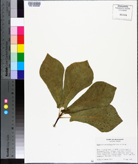 Magnolia pyramidata image