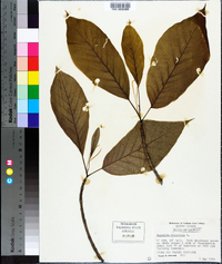 Magnolia tripetala image