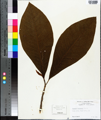 Magnolia tripetala image