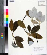 Magnolia virginiana image