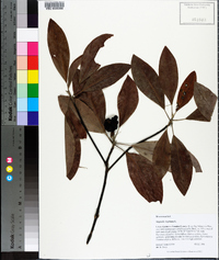 Magnolia virginiana image