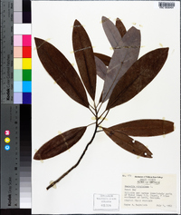 Magnolia virginiana image