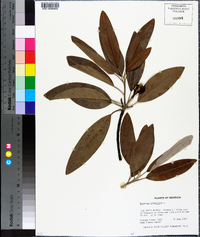 Magnolia virginiana image