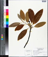 Magnolia virginiana image