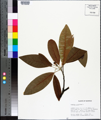 Magnolia virginiana image