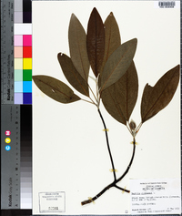 Magnolia virginiana image