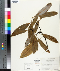 Magnolia virginiana image