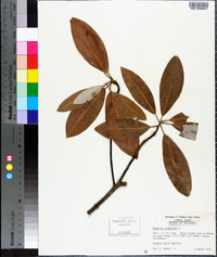 Magnolia virginiana image