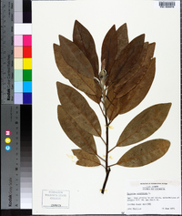 Magnolia virginiana image