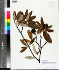 Magnolia virginiana image