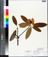 Magnolia virginiana image