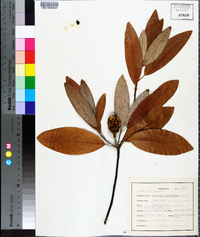 Magnolia virginiana image