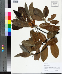 Magnolia virginiana image