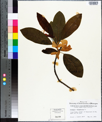 Magnolia virginiana image