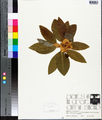 Magnolia virginiana image