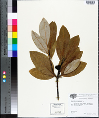 Magnolia virginiana image