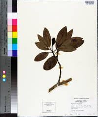 Magnolia virginiana image