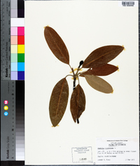 Magnolia virginiana image