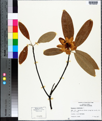 Magnolia virginiana image