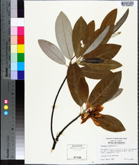 Magnolia virginiana image