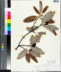 Magnolia virginiana image