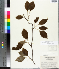 Schisandra glabra image