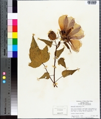 Hibiscus laevis image