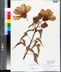 Hibiscus laevis image