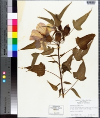 Hibiscus laevis image