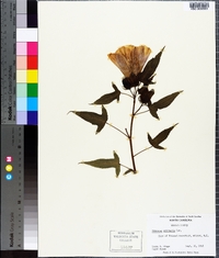 Hibiscus laevis image