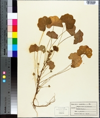 Malva rotundifolia image