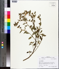 Sida spinosa image