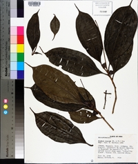 Blakea ovalis image