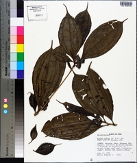 Blakea ovalis image